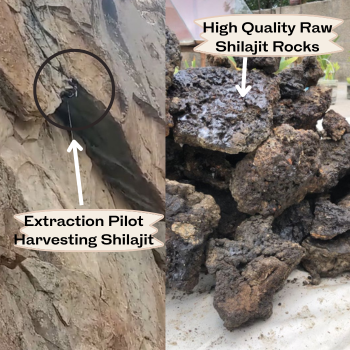 Shilajit Extraction Pilot extracting high quality raw shilajit exclusively for world's finest shilajit brand i.e shilajit Hut